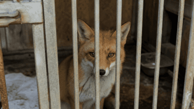 Ein Rotfuchs blickt durch rostige Gitterstäbe in einem schmutzigen Gehege.