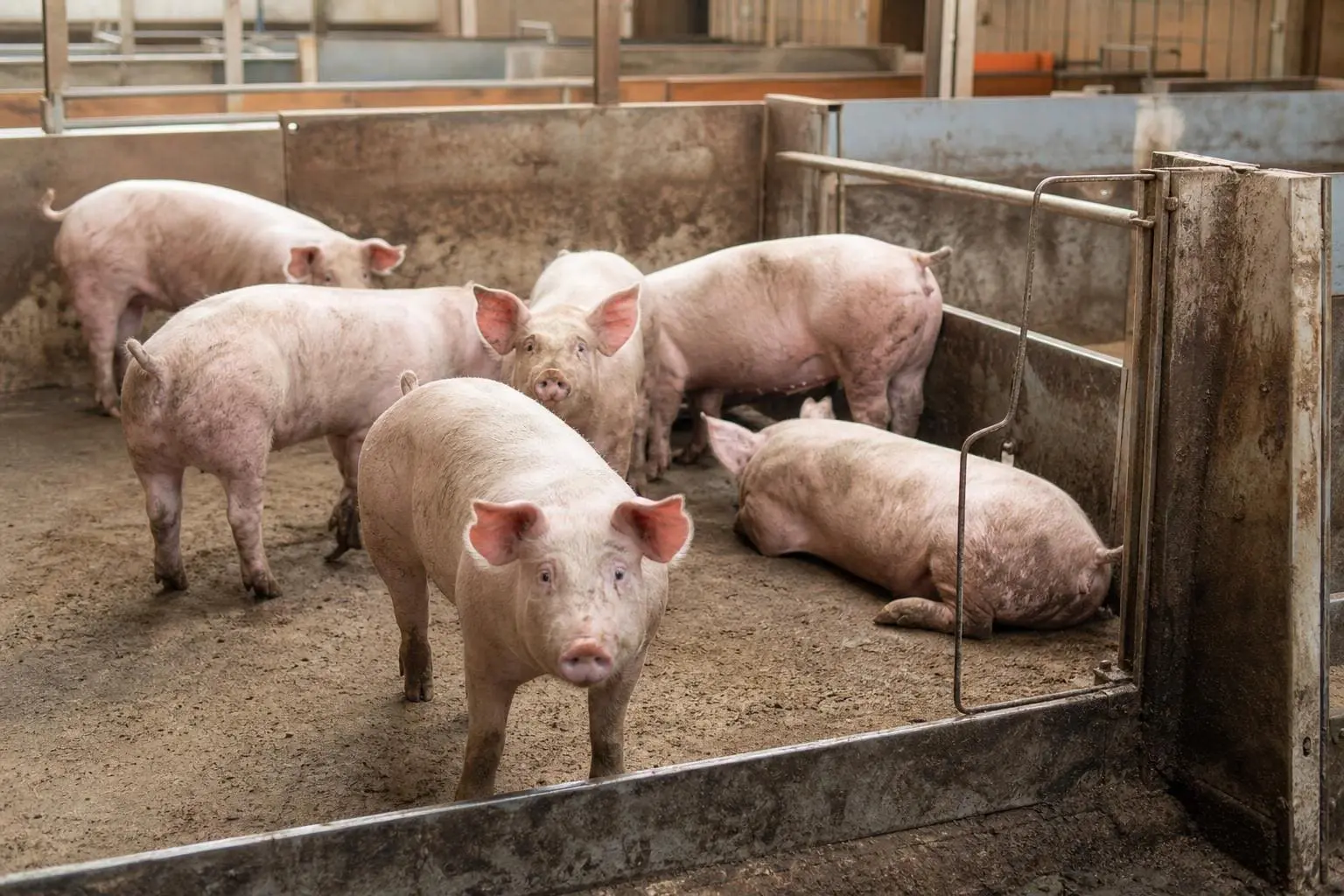 Mehrere Schweine stehen und liegen in einem schmutzigen Stall mit Metallgittern.
