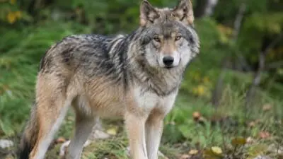 Tirol setzt Abschussverordnung für Wolf im Bezirk Lienz in Kraft
