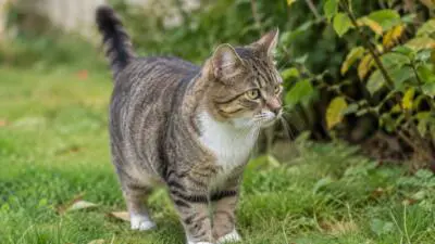 Eine grau getigerte Katze mit weißer Brust steht im grünen Gras.