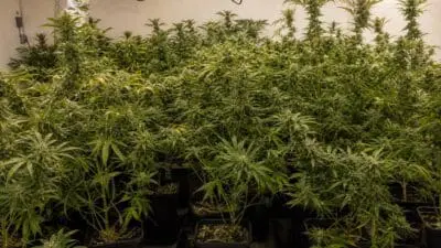 Sechs Cannabispflanzen im Bezirk Neusiedl am See sichergestellt
