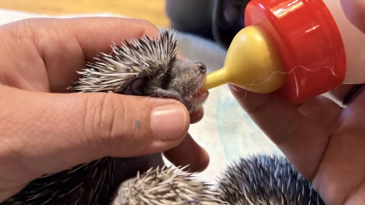 Ein junger Igel wird von einer Hand mit einem Fläschchen gefüttert.