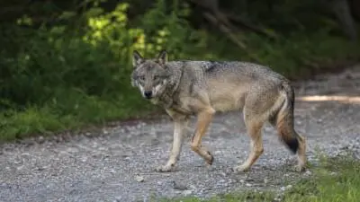 Ein Wolf steht auf einem steinigen Weg am Rand eines Waldes.