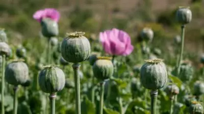 KI-generiertes Bild: Schlafmohnpflanzen mit grünen Kapseln und violetten Blüten auf einem Feld.