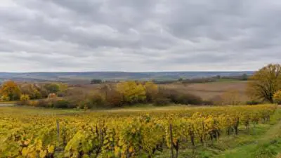 KI-generiertes Bild: Gelbe Weinreben liegen unter einem dicht bewölkten Himmel.