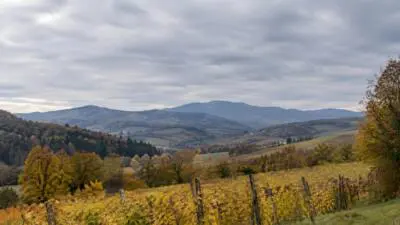 KI-generiertes Bild: Herbstliche Weinberge und Hügel unter einer dichten Wolkendecke.