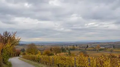 KI-generiertes Bild: Herbstliche Weinberge und Felder liegen unter einem dicht bewölkten Himmel.