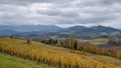 KI-generiertes Bild: Herbstliche Weinberge vor bewaldeten Hügeln unter dicht bewölktem Himmel.