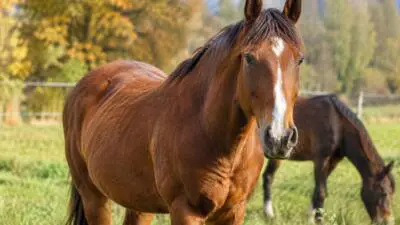 KI-generiertes Bild: Ein braunes Pferd steht auf einer Weide, dahinter grast ein dunkles Pferd.