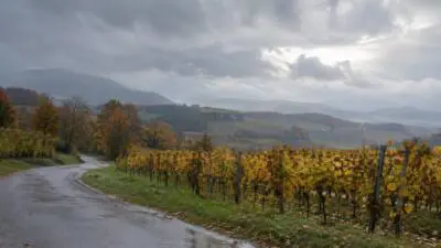 KI-generiertes Bild: Eine nasse Straße führt durch herbstliche Weinberge vor bewölkten Hügeln.