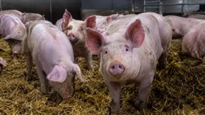 KI-Symbolbild: Schweine stehen auf Einstreu in einem Stall.