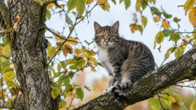 KI-Symbolbild: Eine getigerte Katze sitzt auf einem Ast zwischen herbstlichen Blättern.