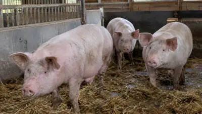 Drei hellrosa Schweine stehen auf Stroh in einem Stall.