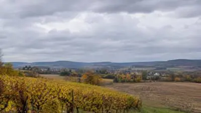 KI-generiertes Bild: Herbstliche Weinberge und Felder liegen unter einem dicht bewölkten Himmel.