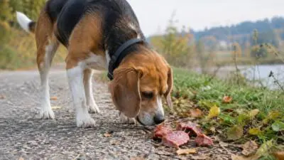 KI-Symbolbild: Ein Hund schnuppert auf einem gepflasterten Weg an Fleischstücken.