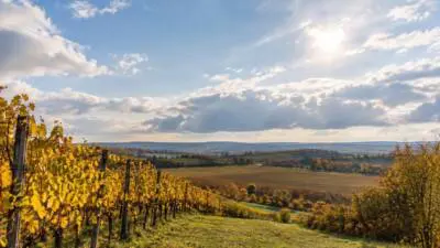 KI-generiertes Bild: Goldgelbe Weinreben und Felder liegen unter einem wolkigen Himmel mit Sonne.