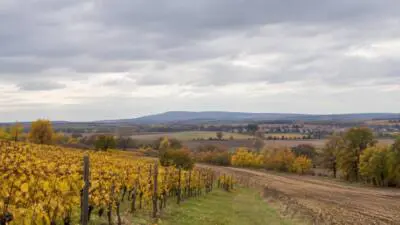 KI-generiertes Bild: Herbstlich gefärbte Weinreben und Felder unter dicht bewölktem Himmel.