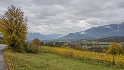 KI-generiertes Bild: Gelbe Weinreben und herbstliche Bäume vor Bergen unter dicht bewölktem Himmel.