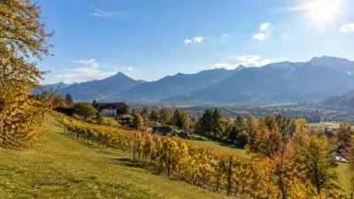 KI-generiertes Bild: Sonnige Herbstlandschaft mit Weinreben vor einem Bergpanorama.