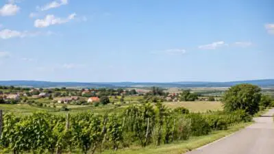KI-generiertes Bild: Weinberge, eine Landstraße und ein Dorf unter blauem Himmel.