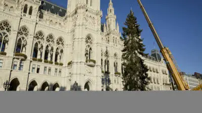 Die Fichte für den Wiener Christkindlmarkt steht vor dem Rathaus, daneben ist ein Kran zu sehen.