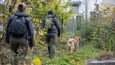 KI-Symbolbild: Zwei Menschen gehen mit einem hellbraunen Hund auf einem bewachsenen Weg.
