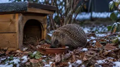 Stadt Wien gibt Tipps zum Schutz von Wildtieren im Winter