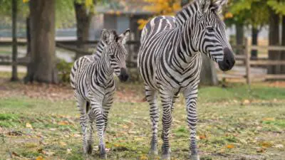 KI-Symbolbild: Ein junges Zebra steht neben einem erwachsenen Zebra auf einer begrünten Außenanlage.