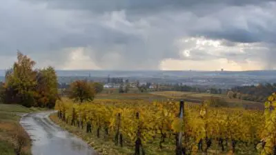 KI-generiertes Bild: Dunkle Wolken über herbstlichen Weinreben und einem nassen Weg.