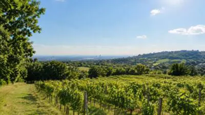 KI-generiertes Bild: Weinreben und Stadtlandschaft unter blauem Himmel mit Sonne und wenigen Wolken.
