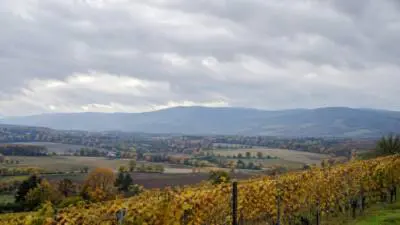 KI-generiertes Bild: Herbstliche Weinberge erstrecken sich vor einem Tal und Bergen unter dicht bewölktem Himmel.