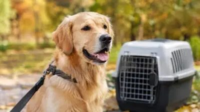 KI-generiertes Bild: Ein goldener Hund an der Leine neben einer grauen Transportbox im Park.