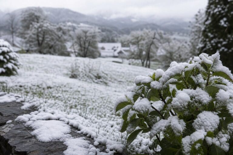 Schneebedeckte grüne Pflanze auf Steinmauer vor verschneiter Wiese mit Häusern und Hügeln