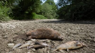 Toter Biber und mehrere tote Fische auf dem trockenen Kiesbett eines ausgetrockneten Baches
