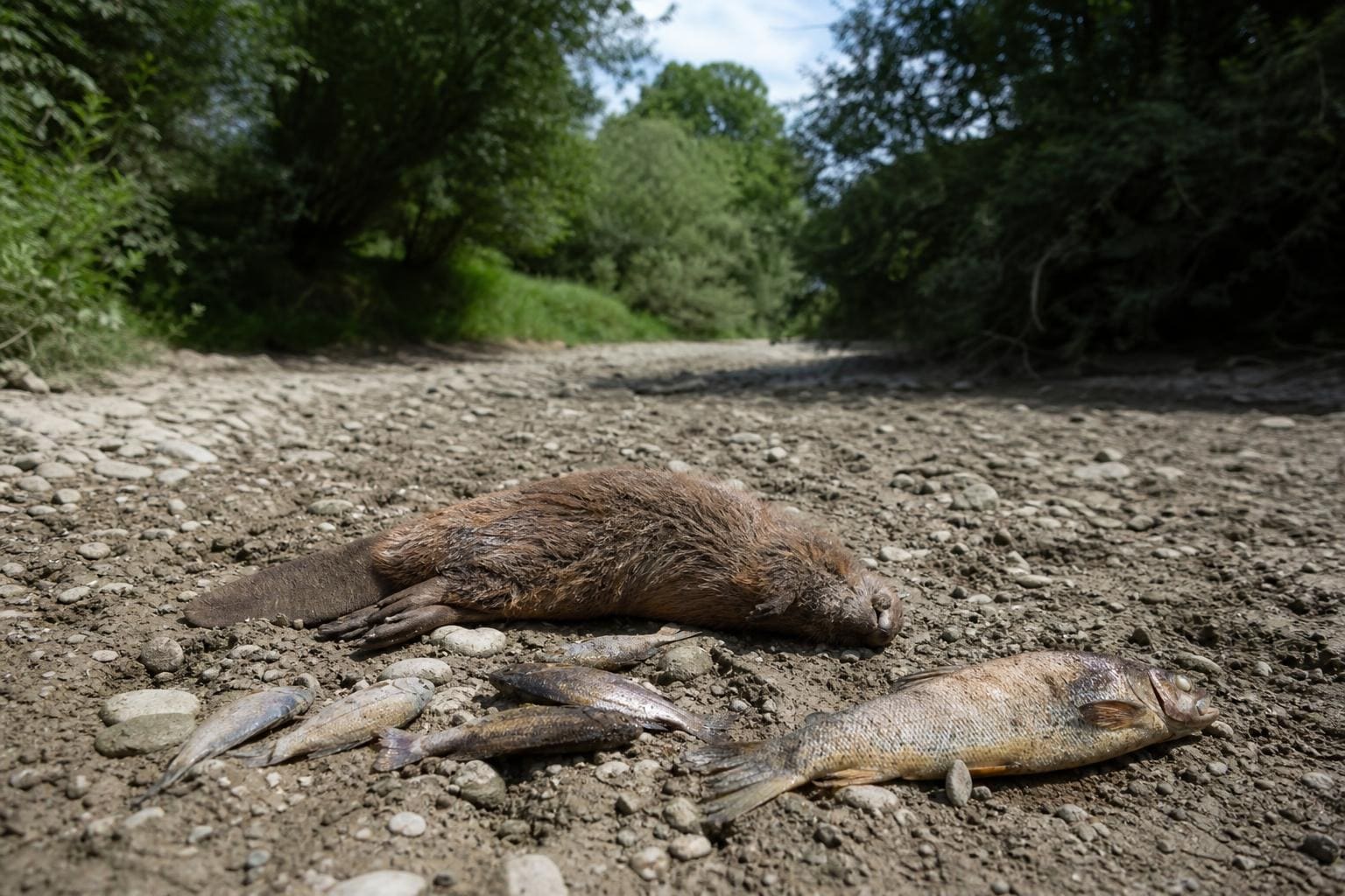 Toter Biber und mehrere tote Fische auf dem trockenen Kiesbett eines ausgetrockneten Baches