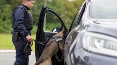 Polizist mit Diensthündin Kiri bei der Durchsuchung eines Autos während einer Verkehrskontrolle