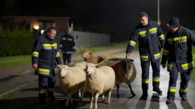 Drei Feuerwehrleute führen mehrere Schafe auf einer nächtlichen Straße.
