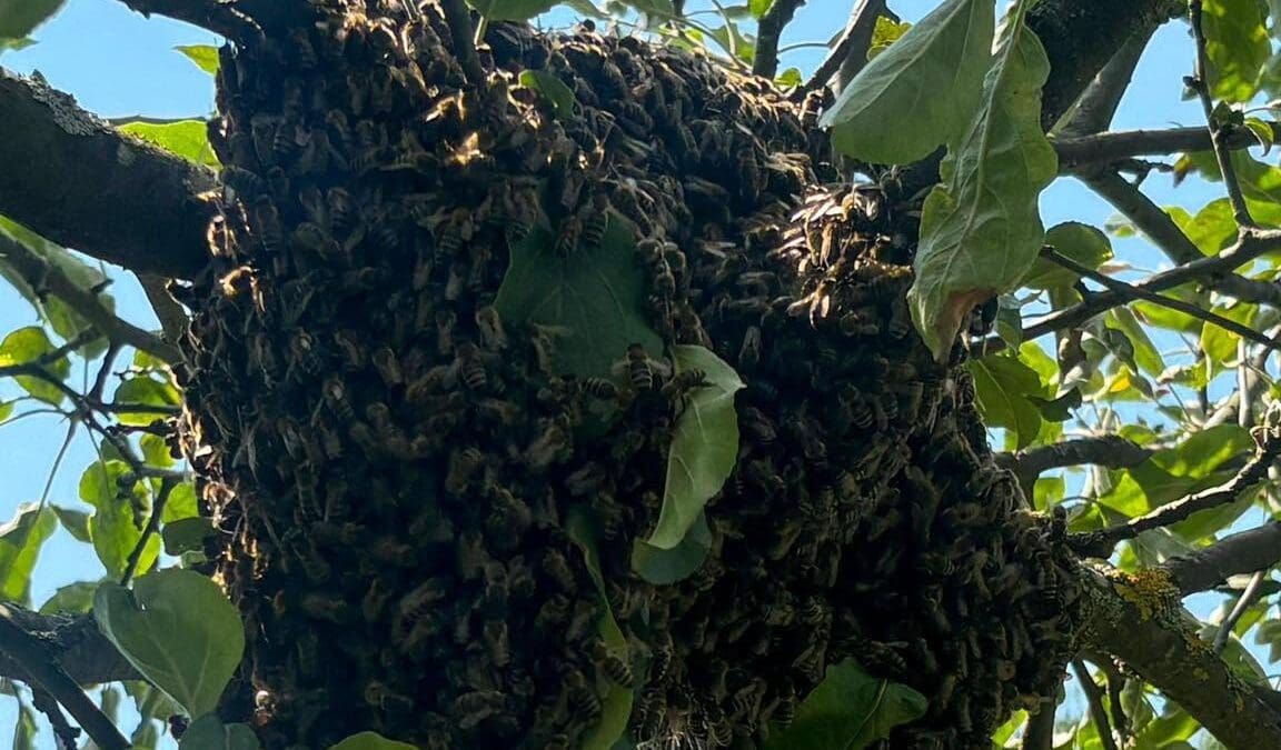 Dichter Bienenschwarm hängt an einem Ast mit grünen Blättern unter blauem Himmel