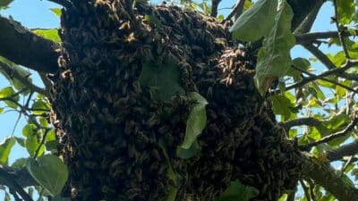 Dichter Bienenschwarm hängt an einem Ast mit grünen Blättern unter blauem Himmel