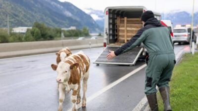 Zwei Kälber laufen auf der nassen Autobahn neben einem offenen Tiertransporter, ein Mann in grüner Arbeitskleidung gestikuliert