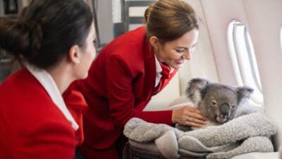 Zwei Flugbegleiterinnen in roten Uniformen betrachten einen Koala in einer Transportbox im Flugzeug.