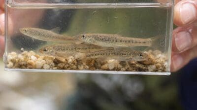 Vier kleine Elritzen mit dunklen Flecken in einem durchsichtigen Behälter mit Wasser und Kieseln