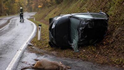 Umgekippter schwarzer Pkw neben totem Reh auf nasser Landstraße