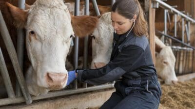 Tierärztin mit Stethoskop untersucht das Maul einer Kuh im Stall