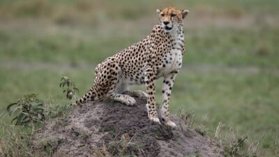 Ein Gepard mit geflecktem Fell sitzt auf einem Erdhügel in der Savanne und blickt seitlich