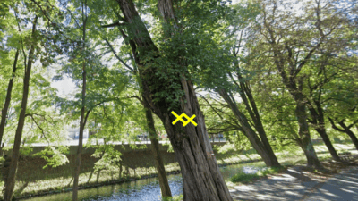 Großer alter Baum mit gelbem Markierungskreuz am Stamm am Ufer eines Flusses in einem Park
