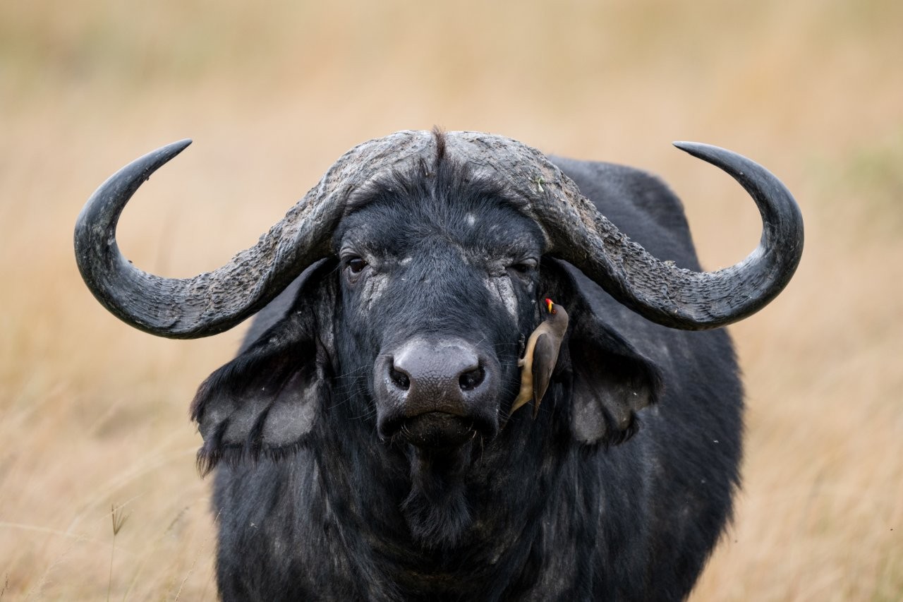 Nahaufnahme eines schwarzen Büffels mit großen geschwungenen Hörnern und einem kleinen Vogel am Kopf
