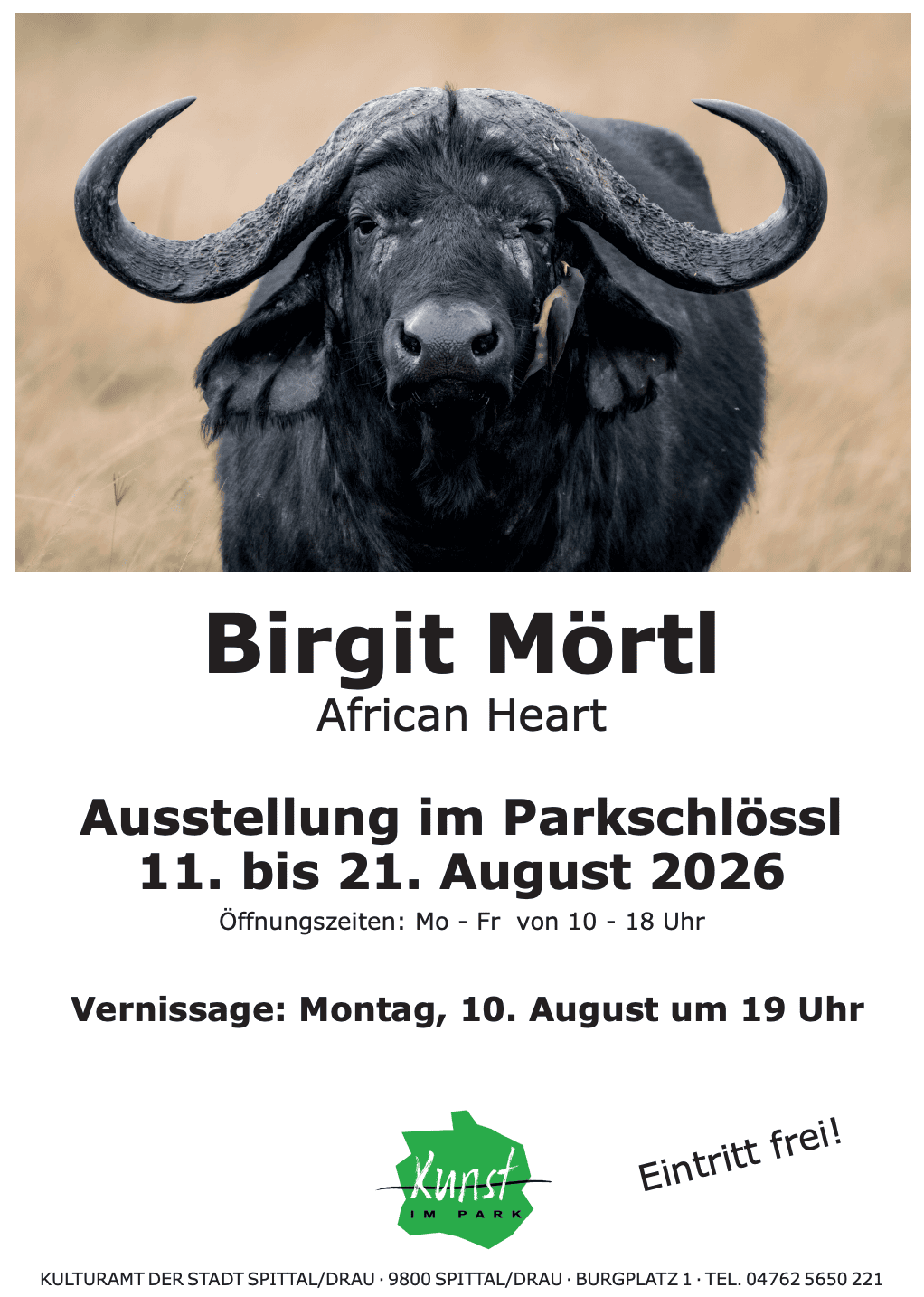 Nahaufnahme eines schwarzen Büffels mit großen Hörnern und einem Vogel am Ohr