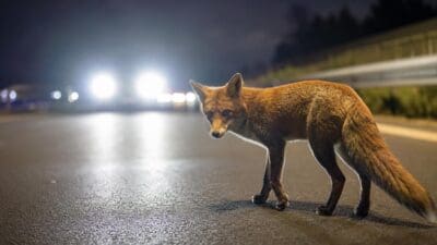 Ein roter Fuchs steht auf einer nassen Autobahnfahrbahn bei Nacht mit Scheinwerferlichtern im Hintergrund