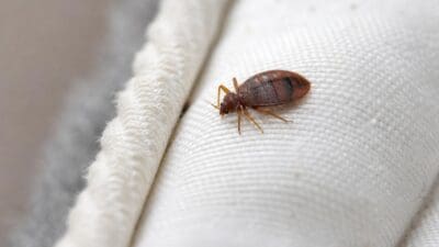 Braune Bettwanze mit dunklen Streifen auf weißem Stoff in Nahaufnahme